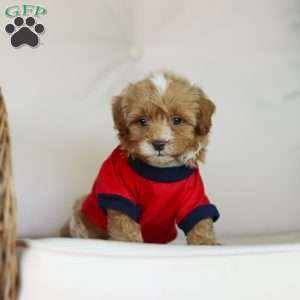 Brady, Cavapoo Puppy